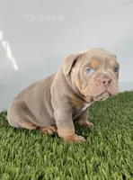 Kori, a male Olde English Bulldogge for sale in Lagrange, IN – Photo 5 of 6