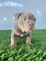 Kori, a male Olde English Bulldogge for sale in Lagrange, IN – Photo 4 of 6