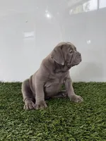 Lexi, a female Olde English Bulldogge for sale in Lagrange, IN – 2 of 5