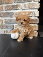 Slugger Toy F1, a male Cavapoo for sale in Lagrange, IN – 5 of 7