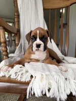 Myra , a female Boxer for sale in Lagrange, IN – 1 of 5