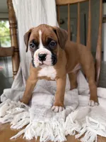 Myra , a female Boxer for sale in Lagrange, IN – 2 of 5