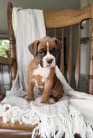 Myra , a female Boxer for sale in Lagrange, IN – 3 of 5