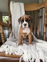 Myra , a female Boxer for sale in Lagrange, IN – 4 of 5