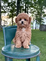 Toy F1Freddy, a male Cavapoo for sale in Lagrange, IN – 3 of 5