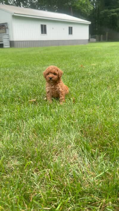 Wrigley, a female Cavapoo for sale in Lagrange, IN – 7 of 7