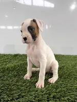 Micah, a male Boxer for sale in Lagrange, IN – 2 of 5