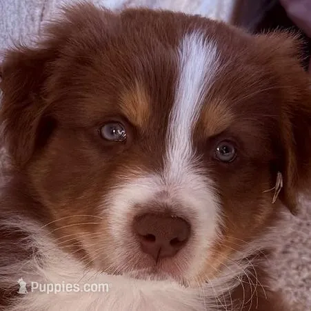 Teddy Bear, a male Australian Shepherd for sale in Defuniak Springs, FL – Photo 5 of 5