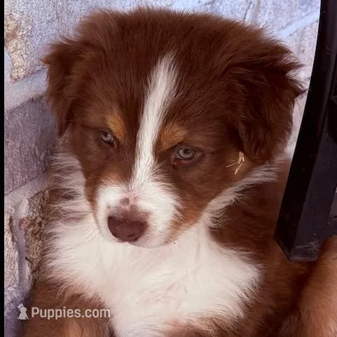 Teddy Bear, a male Australian Shepherd for sale in Defuniak Springs, FL – Photo 1 of 5