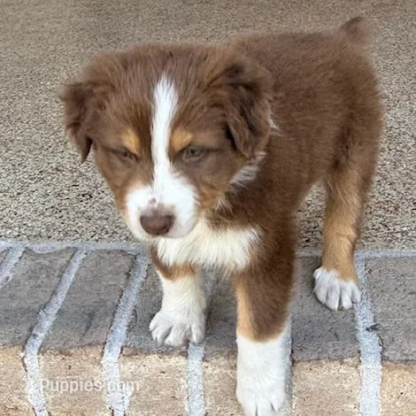 Teddy Bear, a male Australian Shepherd for sale in Defuniak Springs, FL – Photo 4 of 5