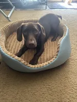 Scooby , a male Dachshund and Labrador Retriever for sale in Lewisburg, TN – Photo 4 of 4