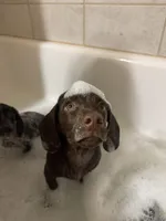 Scooby , a male Dachshund and Labrador Retriever for sale in Lewisburg, TN – Photo 3 of 4