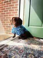 Scooby , a male Dachshund and Labrador Retriever for sale in Lewisburg, TN – Photo 2 of 4