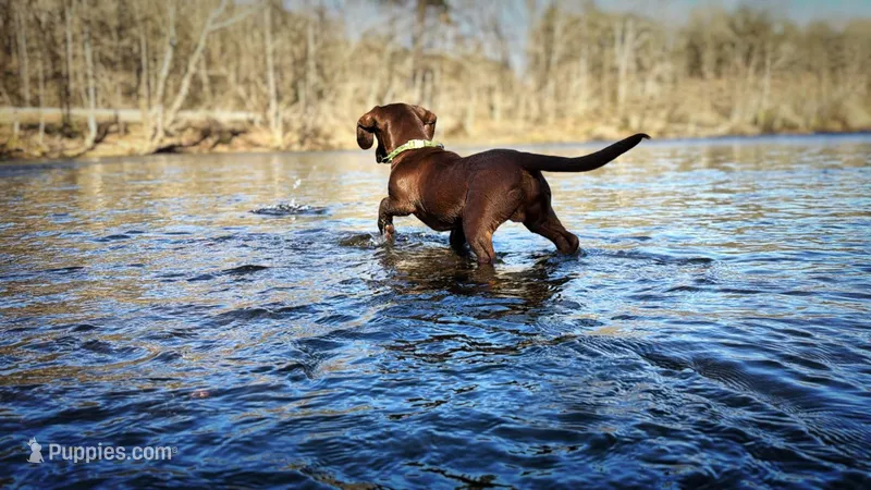Scooby  – Dachshund, Labrador Retriever puppy for sale in Lewisburg, TN