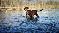 Scooby , a male Dachshund and Labrador Retriever for sale in Lewisburg, TN – Photo 1 of 4