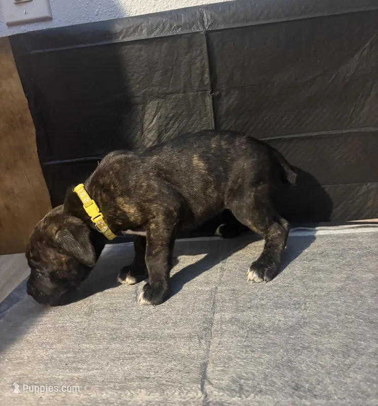 Female cane Corso, a male Cane Corso for sale in Strasburg, CO – Photo 1 of 1