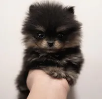 Livy, a female Pomeranian for sale in Strasburg, CO – Photo 1 of 2