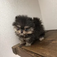 Livy, a female Pomeranian for sale in Strasburg, CO – Photo 2 of 2