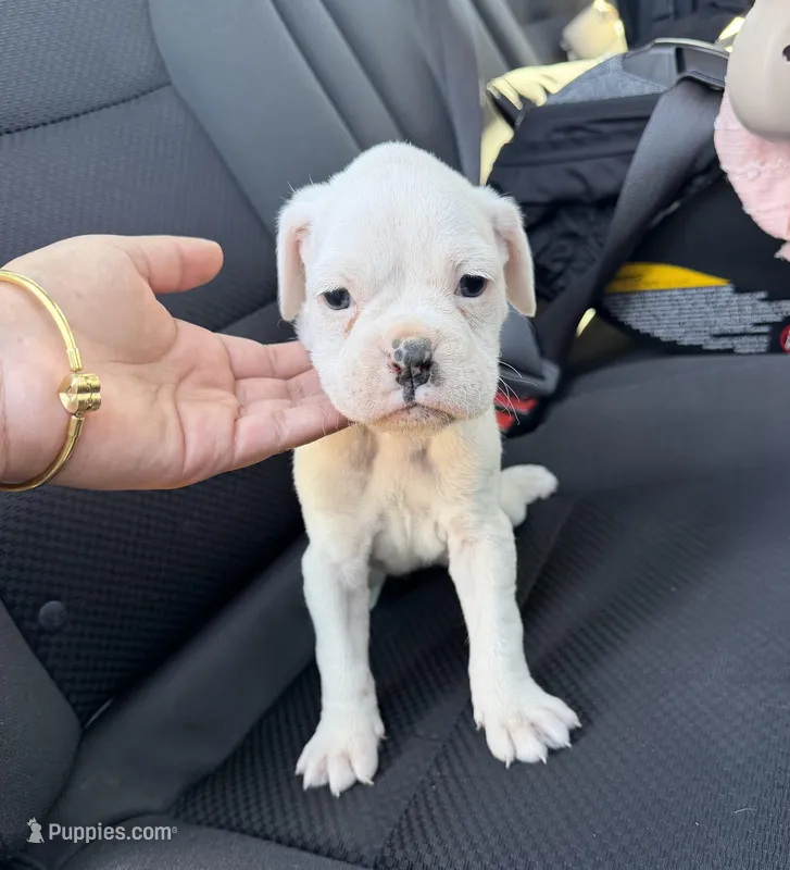 Luna  – Boxer puppy for sale in Strasburg, CO