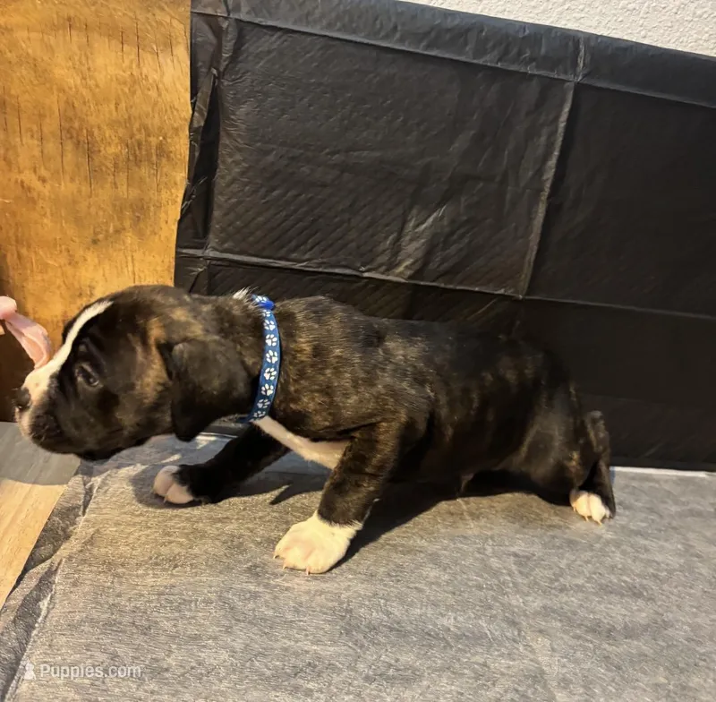 Male cane Corso, a male Cane Corso for sale in Strasburg, CO – Photo 1 of 1