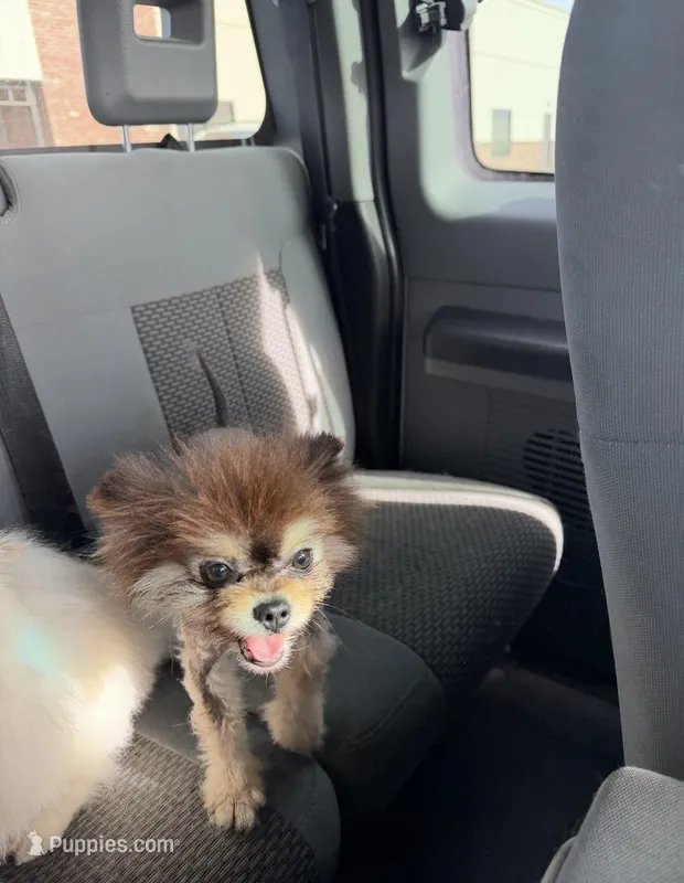 King teddy , a male Pomeranian for sale in Strasburg, CO – Photo 1 of 1