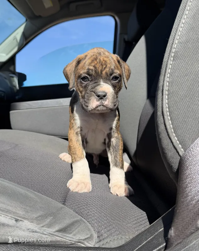 Diesel – Boxer puppy for sale in Strasburg, CO