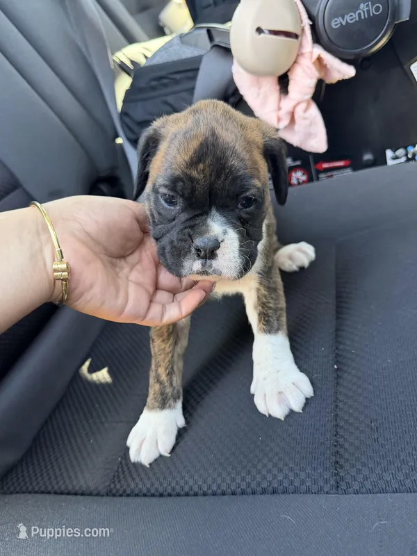 Tank  – Boxer puppy for sale in Strasburg, CO