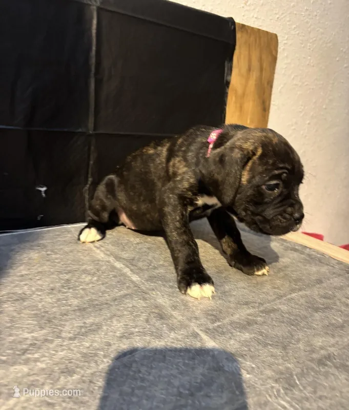 Female cane Corso, a female Cane Corso for sale in Strasburg, CO – Photo 1 of 1