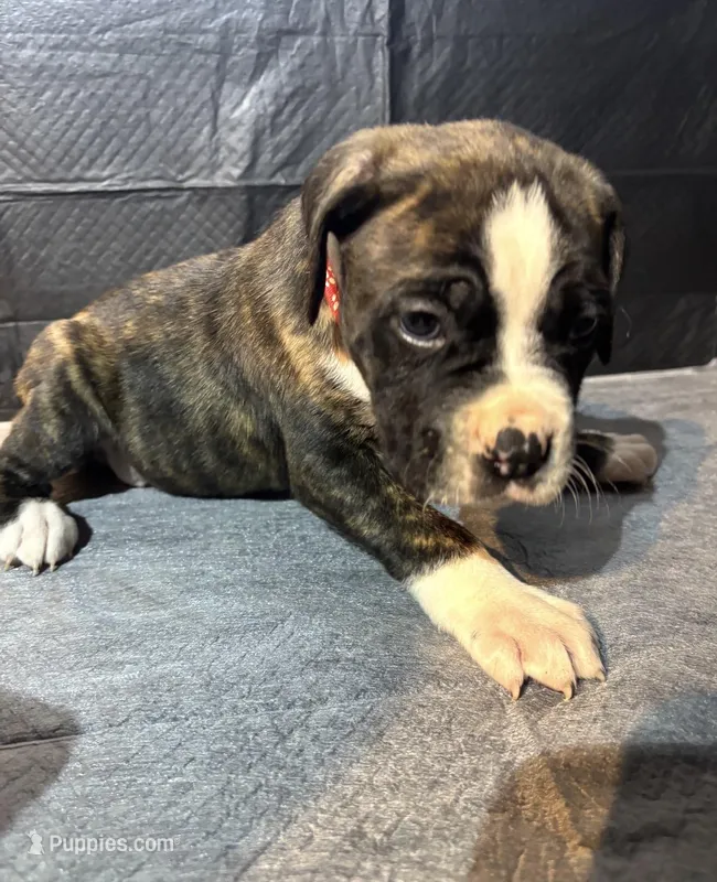 Male cane Corso, a male Cane Corso for sale in Strasburg, CO – Photo 1 of 1