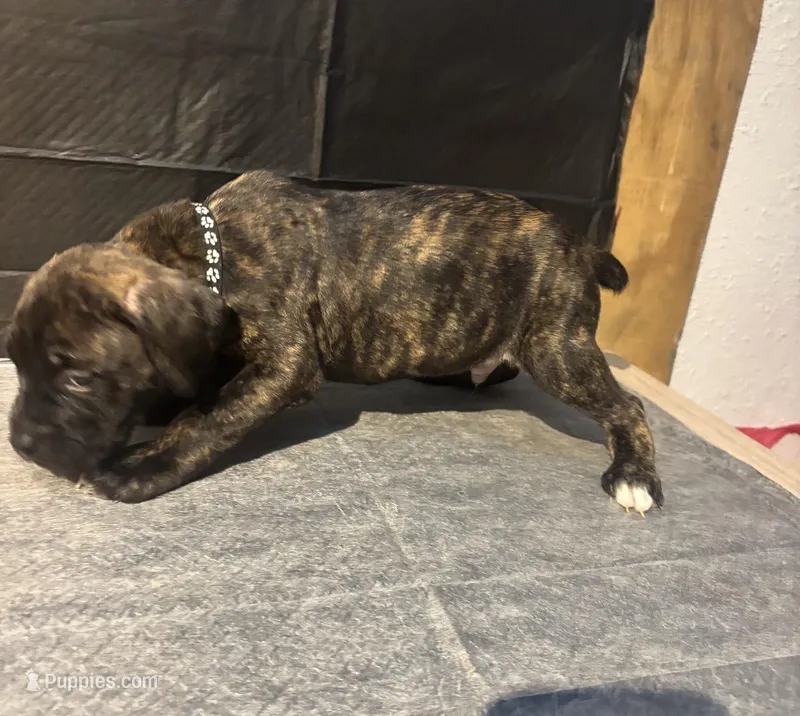 Male cane Corso, a male Cane Corso for sale in Strasburg, CO – Photo 1 of 1