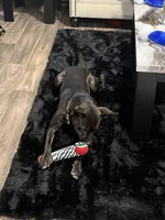 Freya , a female American Pit Bull Terrier for sale in Colorado Springs, CO – Photo 2 of 4