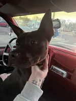 Freya , a female American Pit Bull Terrier for sale in Colorado Springs, CO – Photo 3 of 4