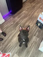 Freya , a female American Pit Bull Terrier for sale in Colorado Springs, CO – Photo 4 of 4