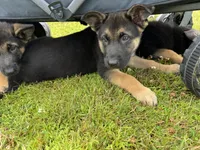 Kelly, a male German Shepherd Dog for sale in Puyallup, WA – 4 of 4