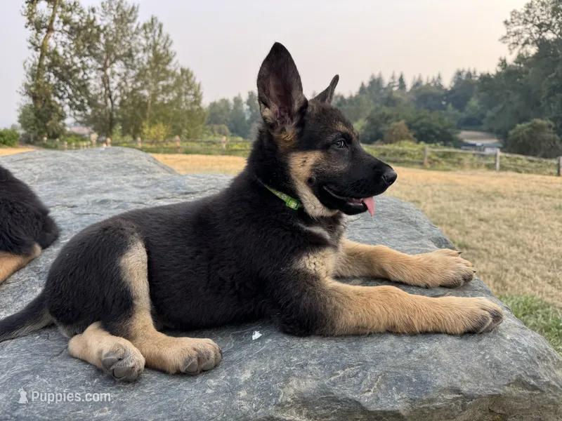 Kelly – German Shepherd Dog puppy for sale in Puyallup, WA