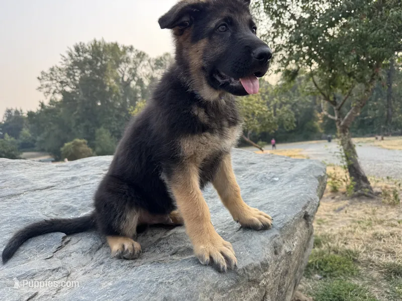 Rover – German Shepherd Dog puppy for sale in Puyallup, WA