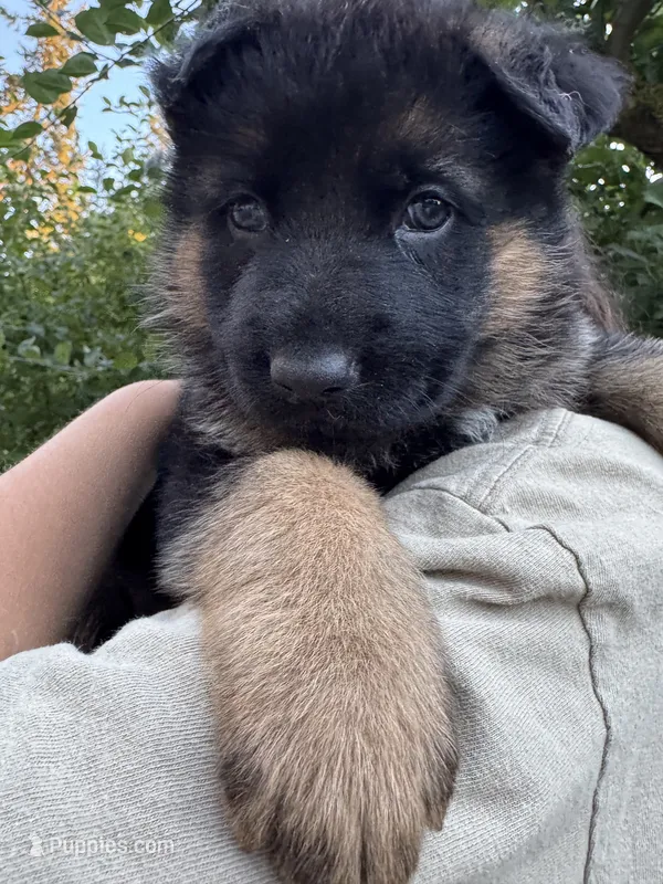 Rover – German Shepherd Dog puppy for sale in Puyallup, WA