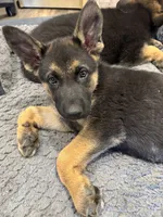 Shelly, a female German Shepherd Dog for sale in Puyallup, WA – 2 of 4