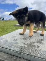 Cash, a male German Shepherd Dog for sale in Puyallup, WA – 4 of 5