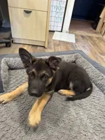 Shelly, a female German Shepherd Dog for sale in Puyallup, WA – 3 of 4