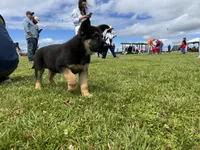 Kelly, a male German Shepherd Dog for sale in Puyallup, WA – 3 of 4