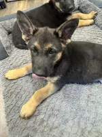 Shelly, a female German Shepherd Dog for sale in Puyallup, WA – 1 of 4