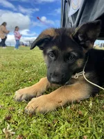 Cash, a male German Shepherd Dog for sale in Puyallup, WA – 5 of 5
