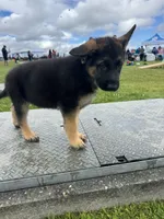 Cash, a male German Shepherd Dog for sale in Puyallup, WA – 3 of 5