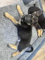 Shelly, a female German Shepherd Dog for sale in Puyallup, WA – 4 of 4