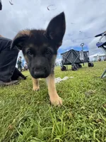Cash, a male German Shepherd Dog for sale in Puyallup, WA – 2 of 5