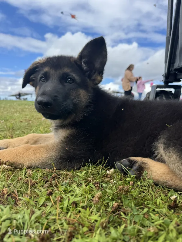 Cash – German Shepherd Dog puppy for sale in Puyallup, WA