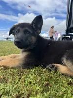 Cash, a male German Shepherd Dog for sale in Puyallup, WA – 1 of 5
