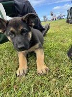 Kelly, a male German Shepherd Dog for sale in Puyallup, WA – 2 of 4