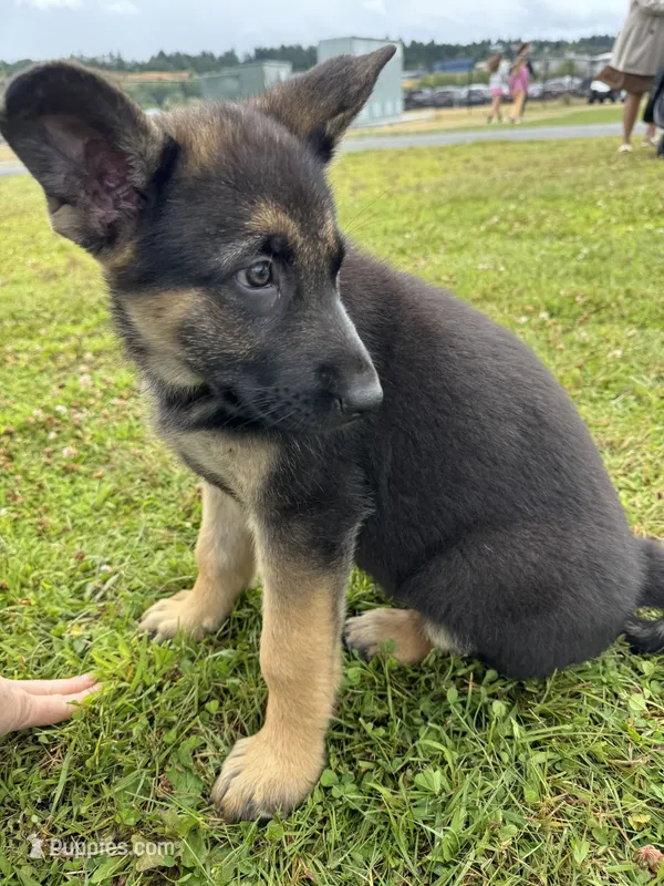 Kelly – German Shepherd Dog puppy for sale in Puyallup, WA